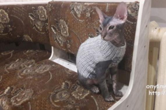 DIY πλεκτά ρούχα για ζώα