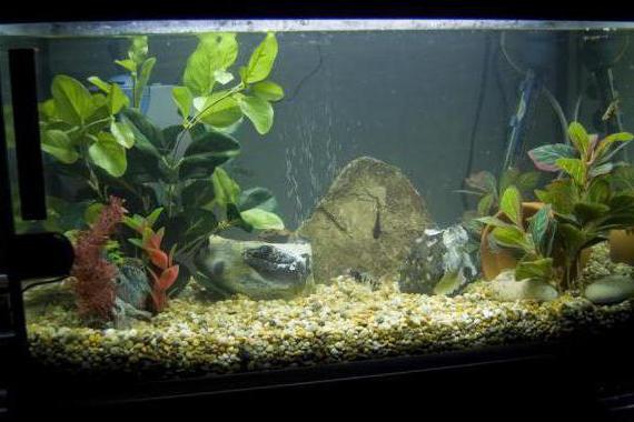 How to cool water in an aquarium?